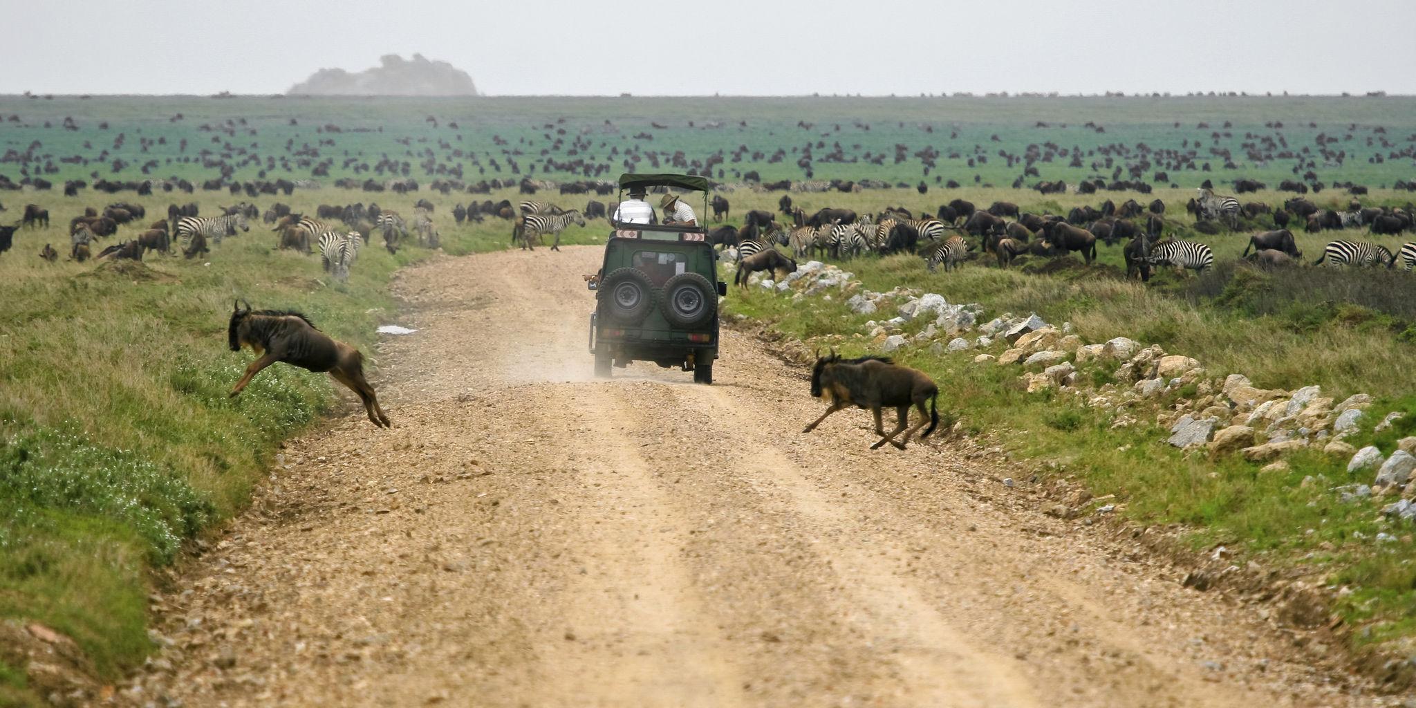 Great Migration with zebras and wildebeest