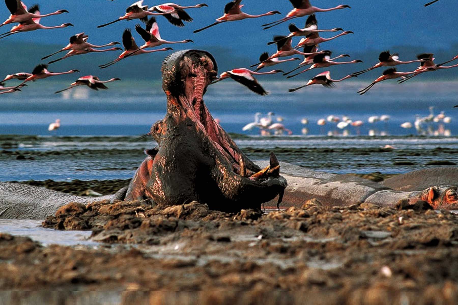 Hippo at Lake Nakuru National Park