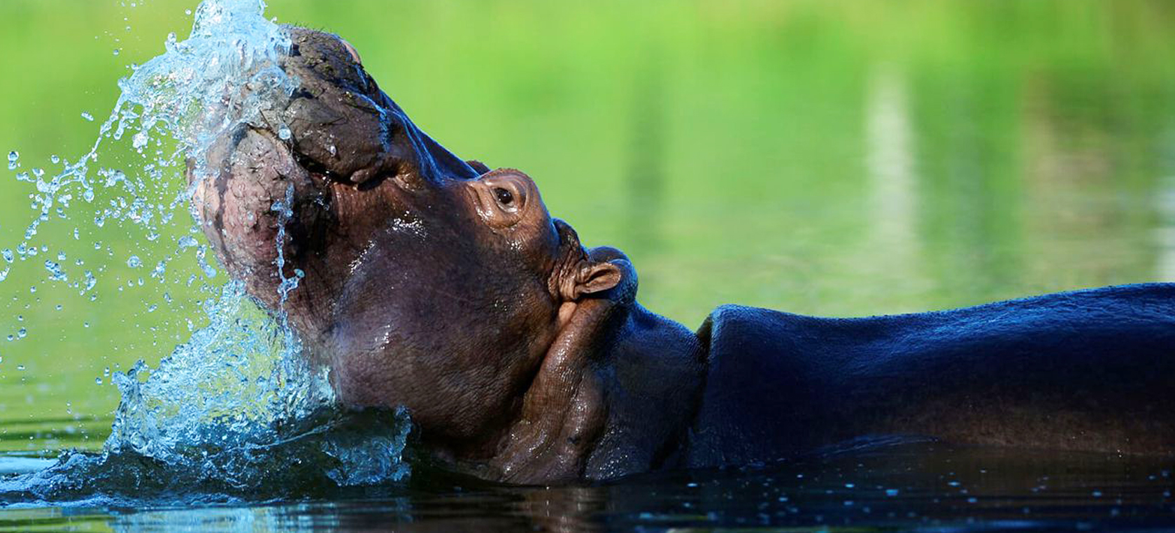 Hippo at Udzungwa Mountains National Park