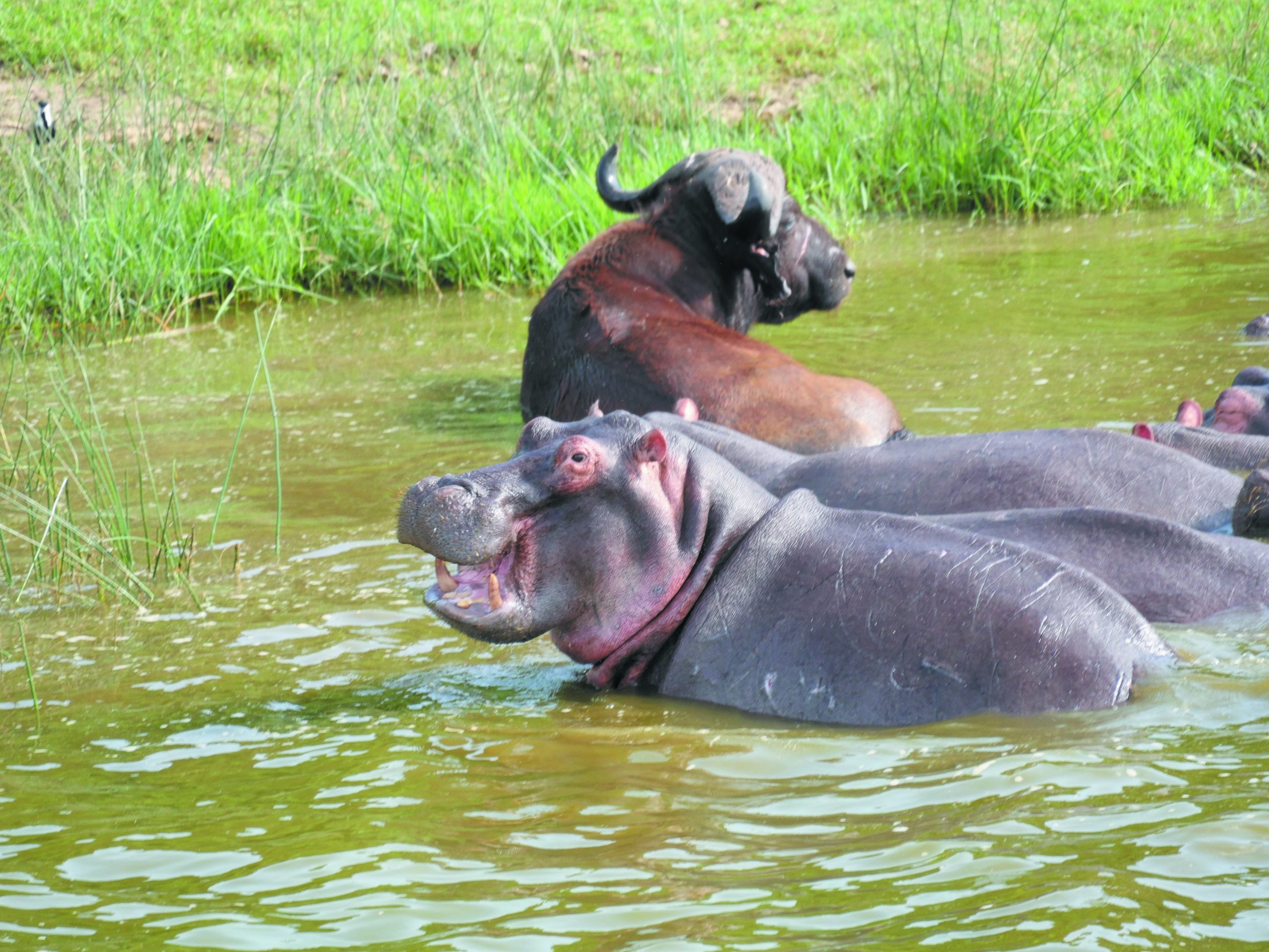 Hippos and buffaloes in water at Lake Mburo