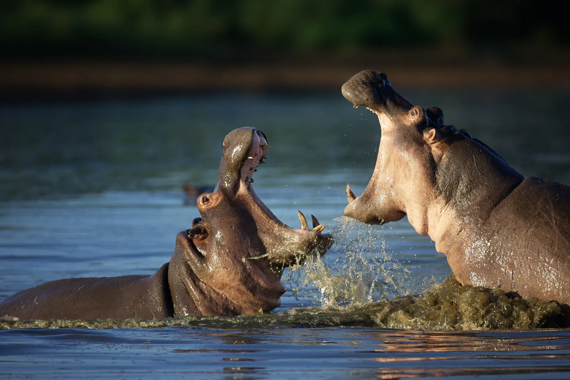 Hippos in Katavi National Park - Boots in the Jungle Safaris