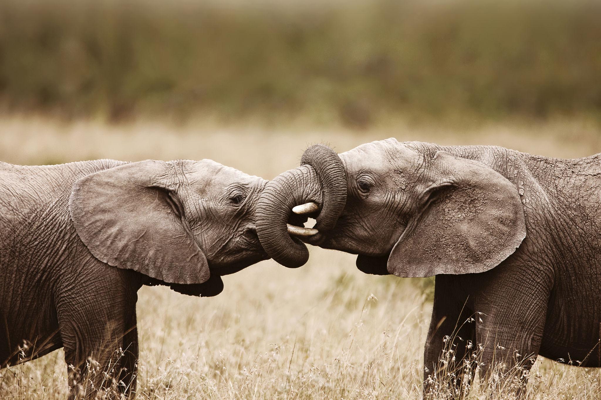 Elephants communicating body to body