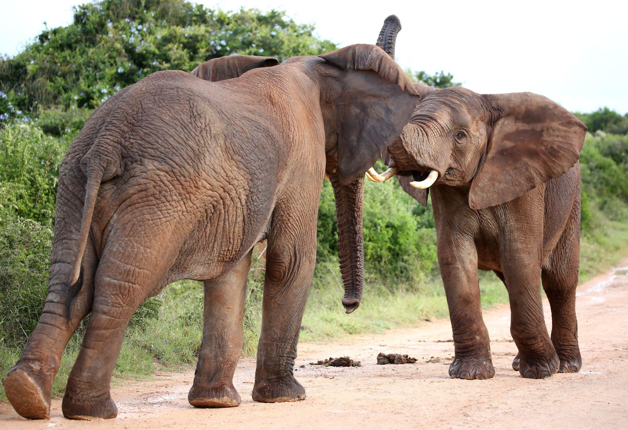 Elephants communicating through body language
