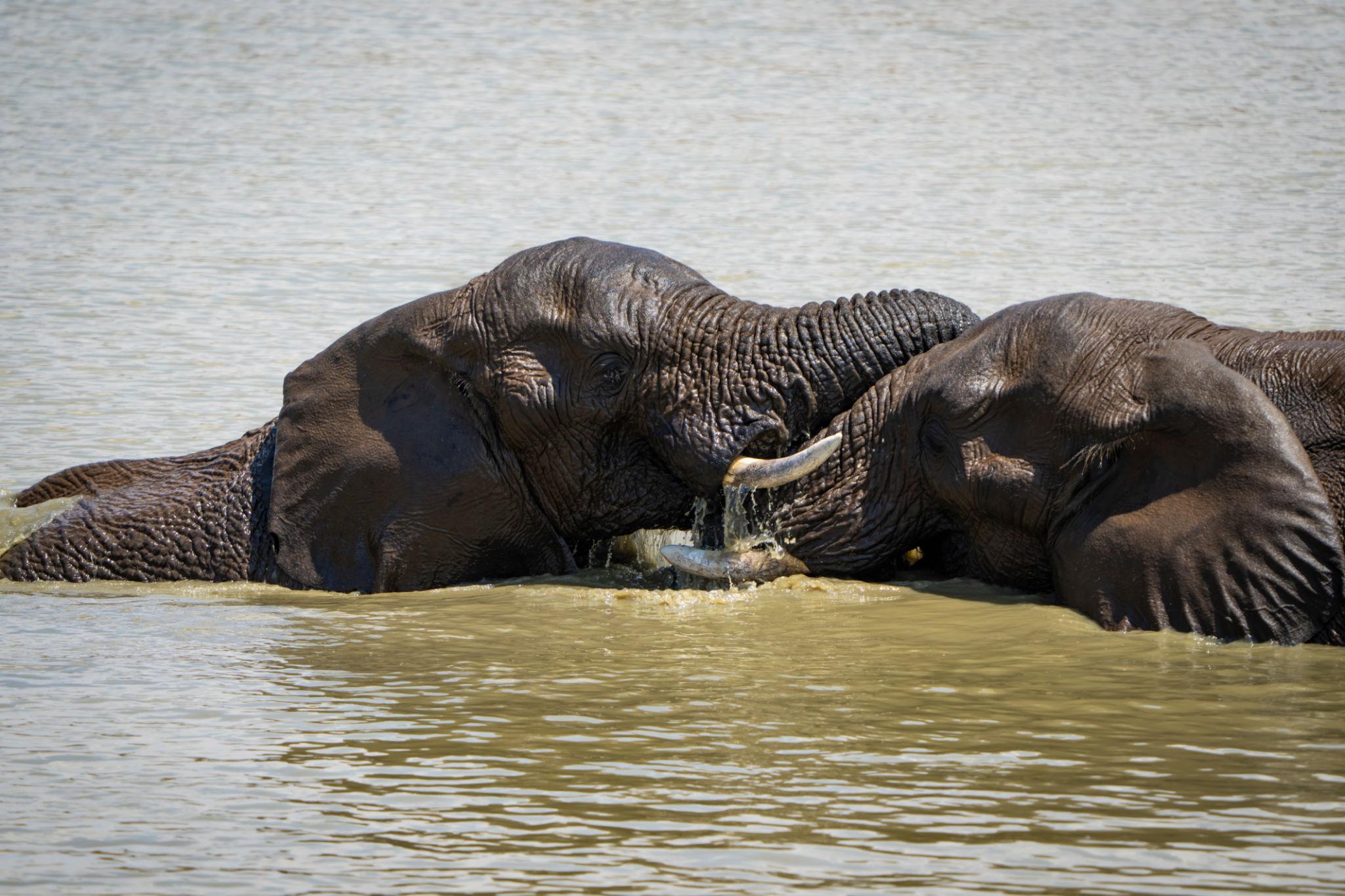How elephants communicate in water