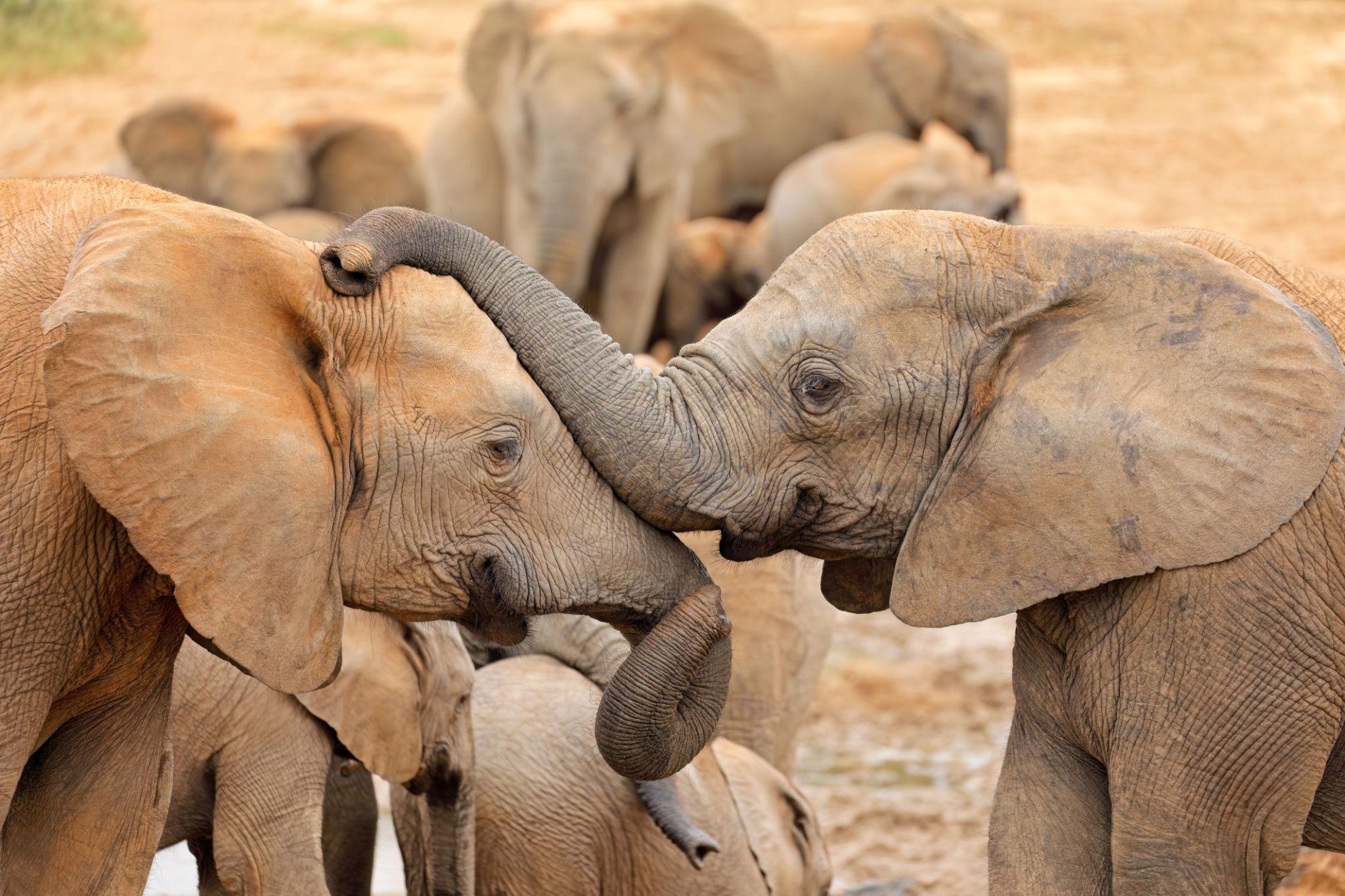 How elephants communicate to the young ones