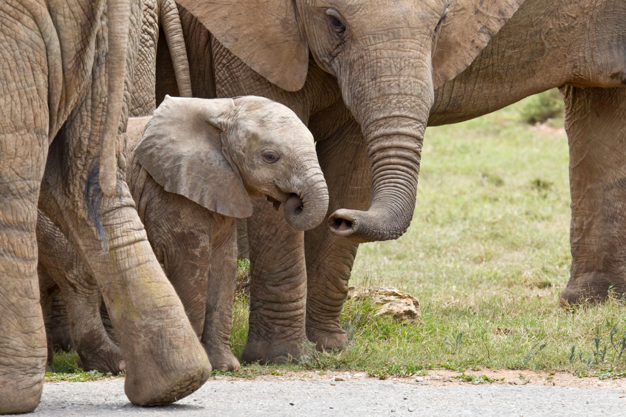 How elephants communicate with their young