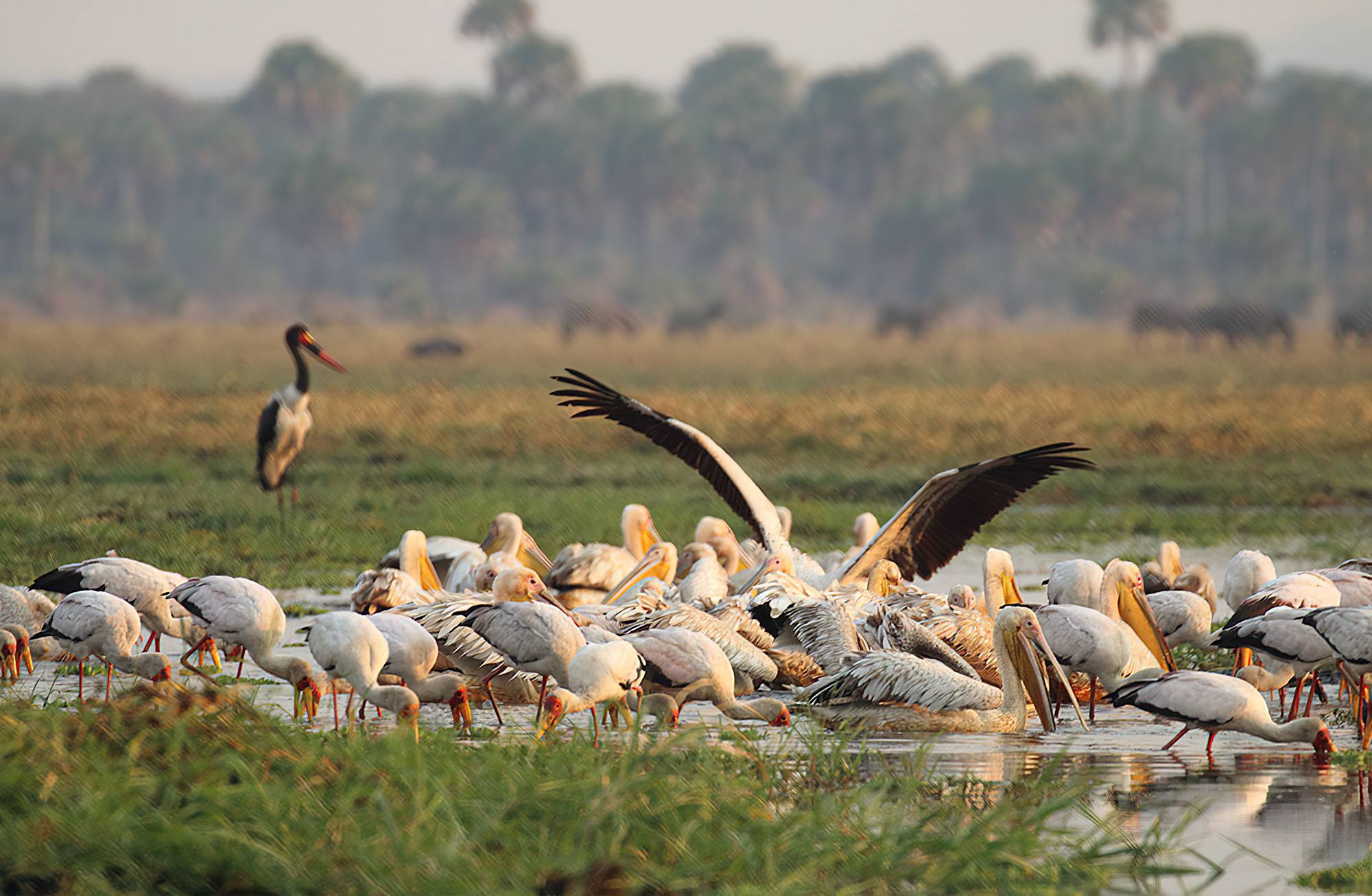 Pelicans and birding in Katavi National Park with Boots in the Jungle Safaris