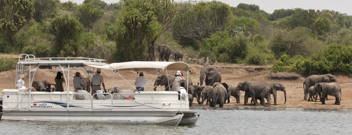 Elephants at Kazinga Channel