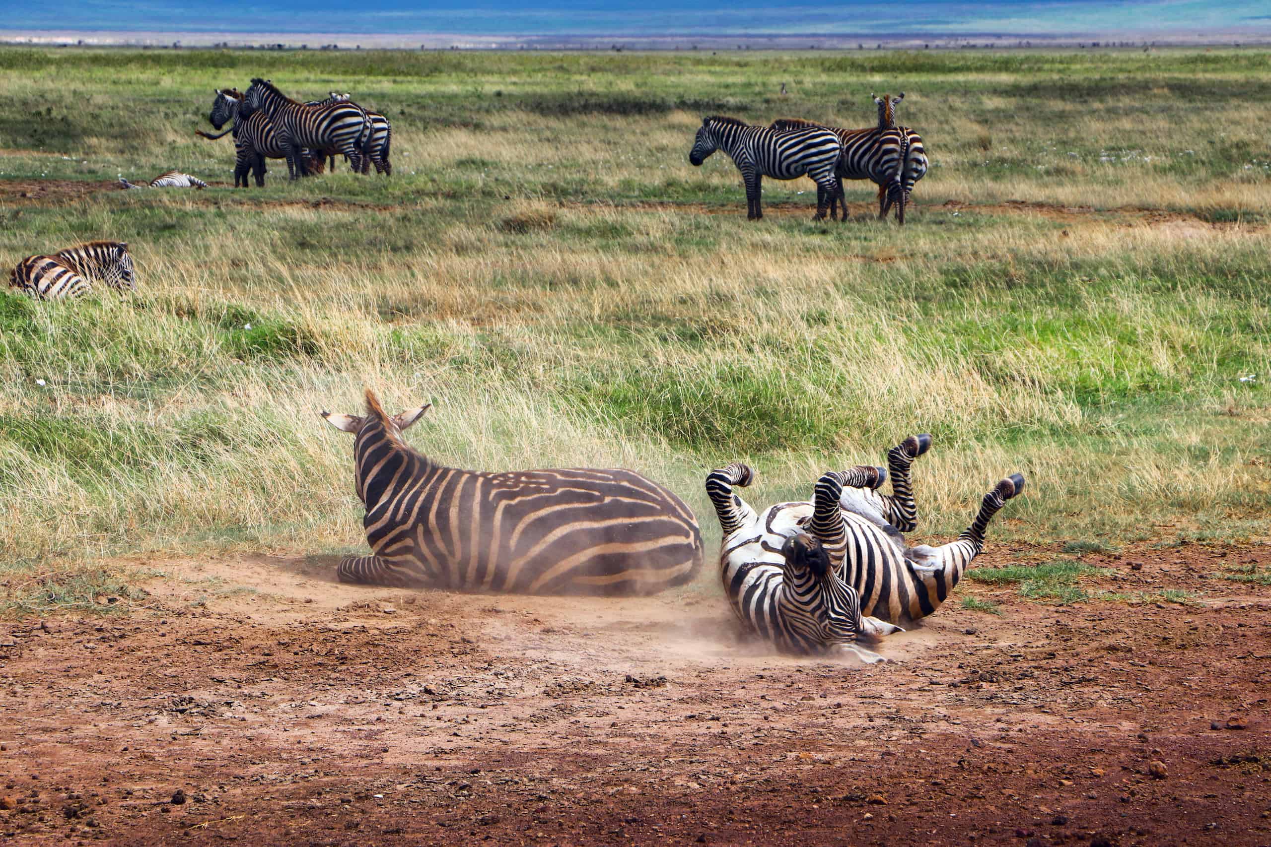 Zebras at Kitulo National Park