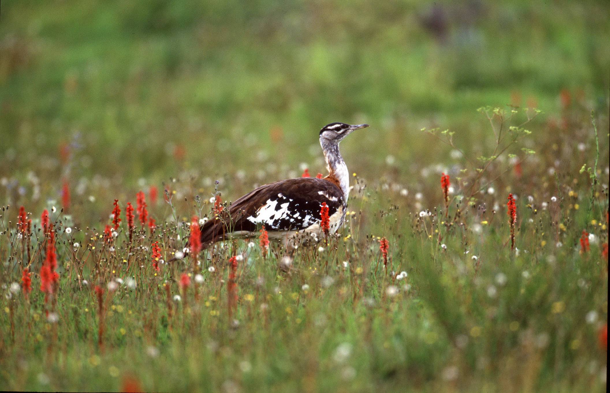Kitulo National Park is one of Tanzania’s finest highland birdwatching destinations and offers exceptional opportunities for bird lovers, photographers, researchers, and eco-tourists. The park’s rolling grasslands, montane forests, wetlands, rivers, and flowering plains support a rich diversity of resident and migratory bird species throughout the year.