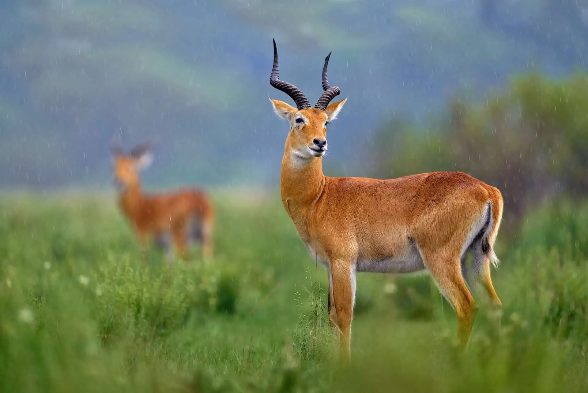 Kob at Hell's Gate National Park
