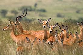Kobs in Mikumi National Park