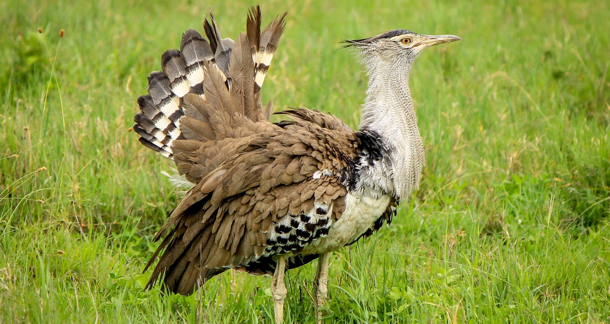 Kori Bustards