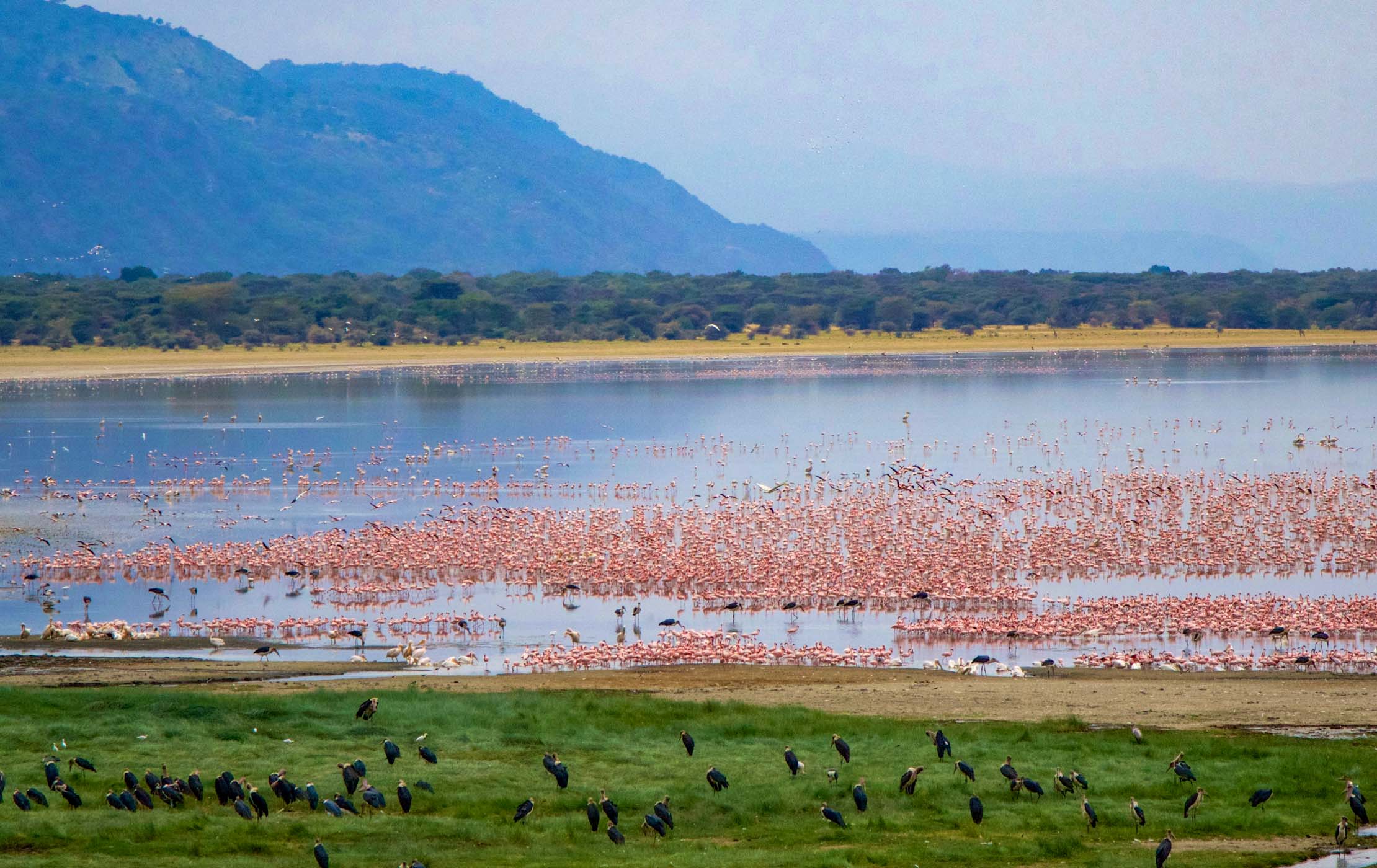Lake Manyara National Park birds
