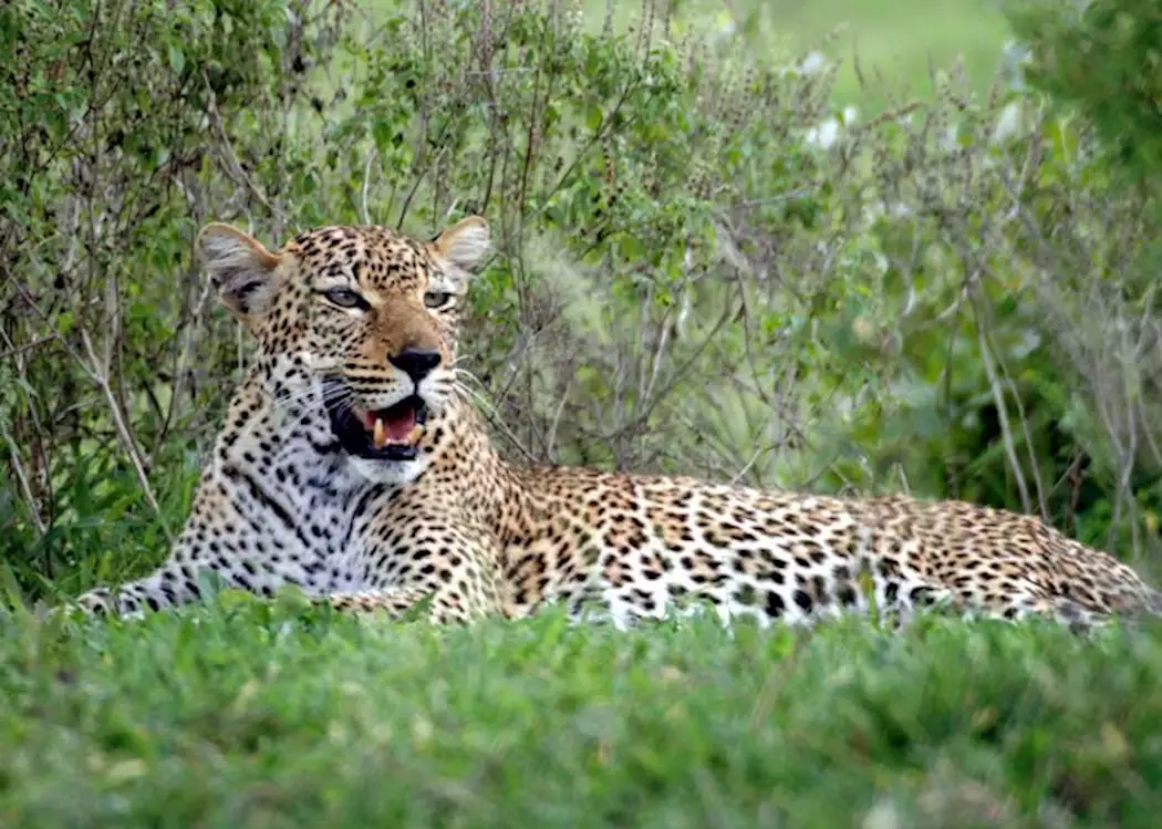 Leopard at Nyerere National Park