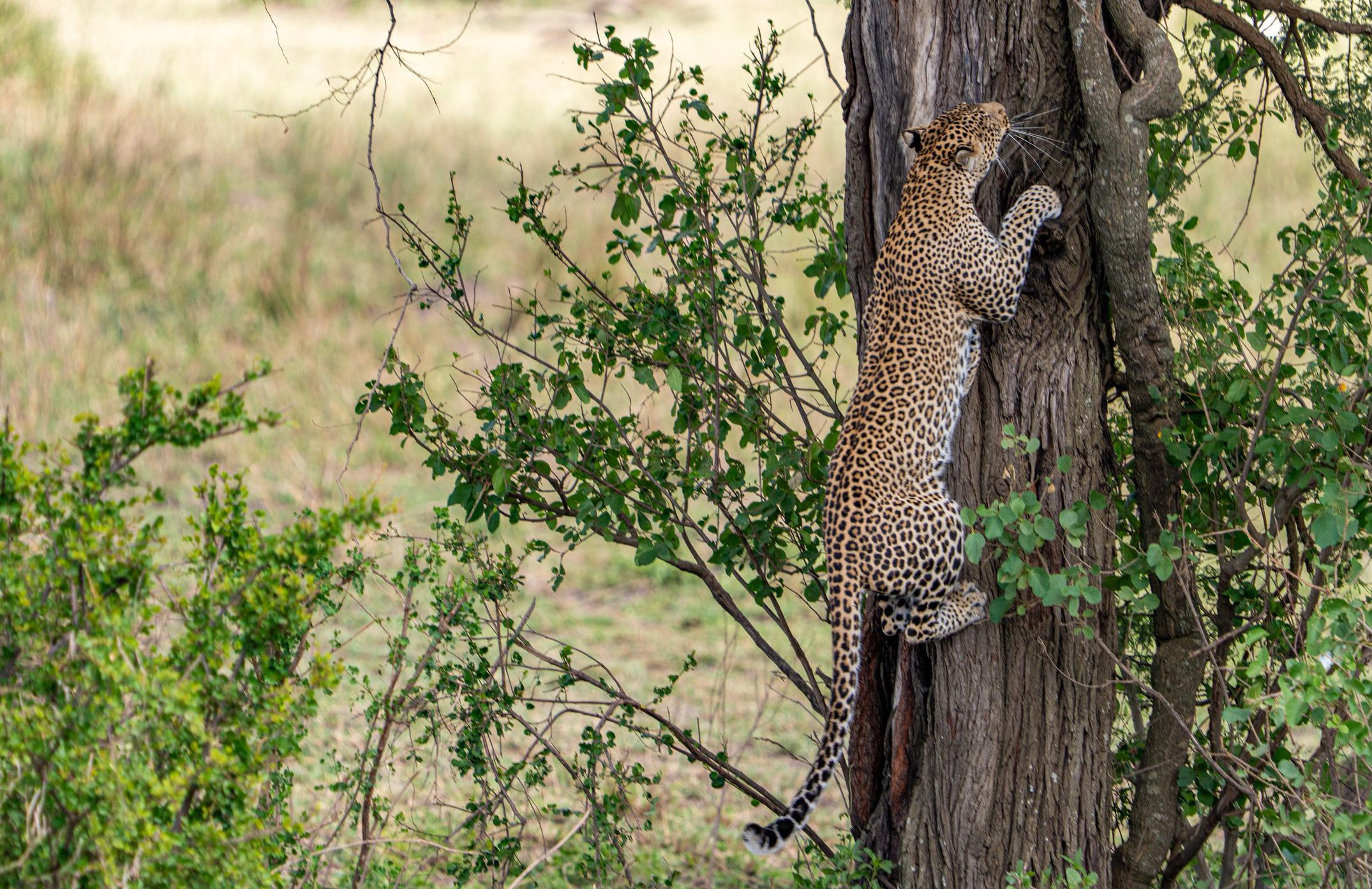 Leopard climbing a tree in Masai Mara National Reserve