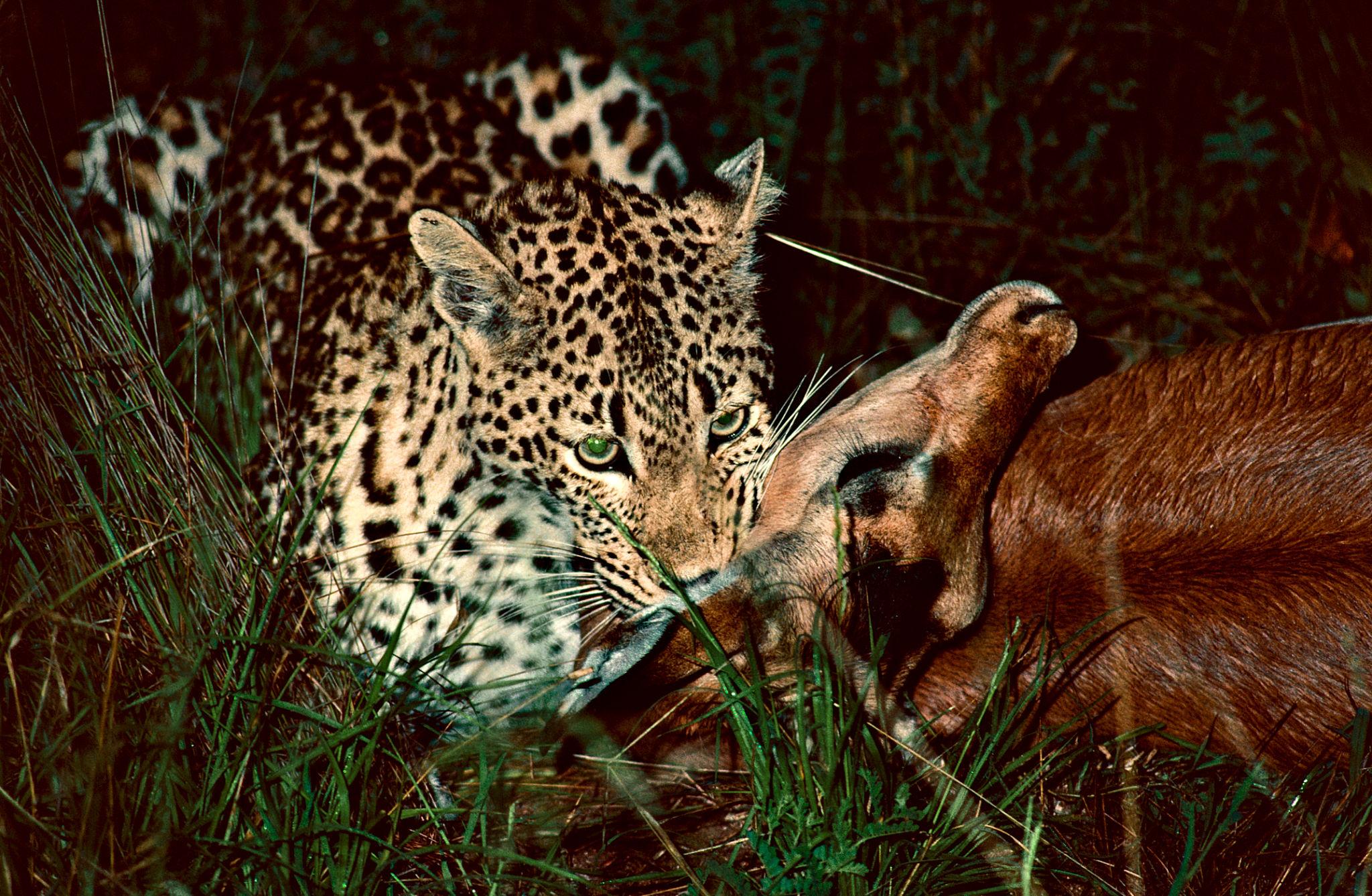 Leopard eating its prey in the wild