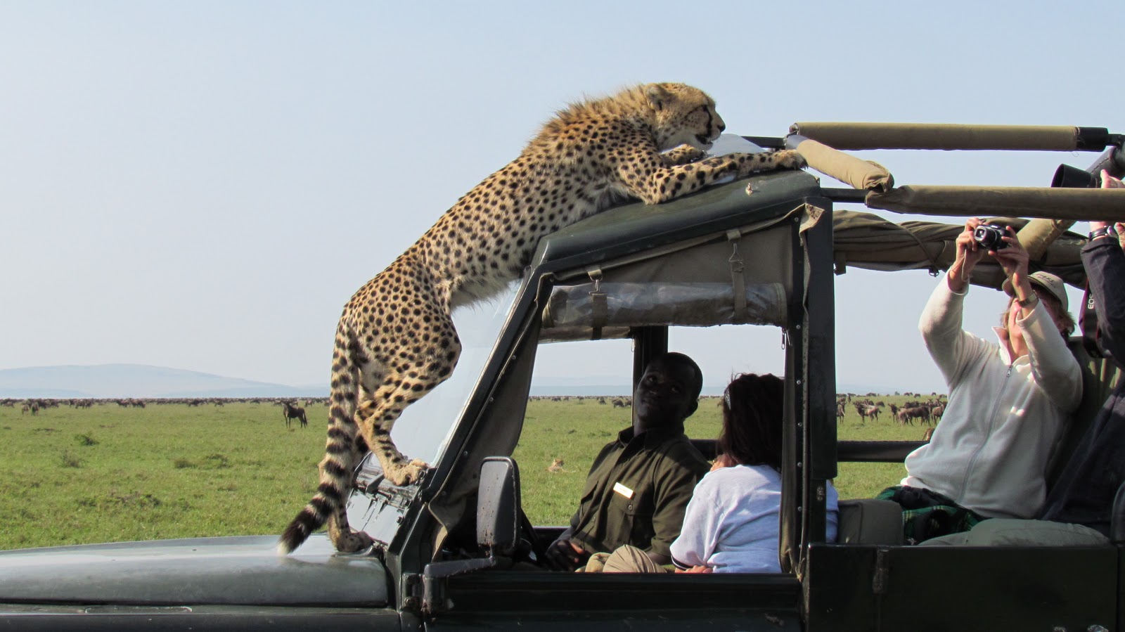Leopard on top of the car during a game drive