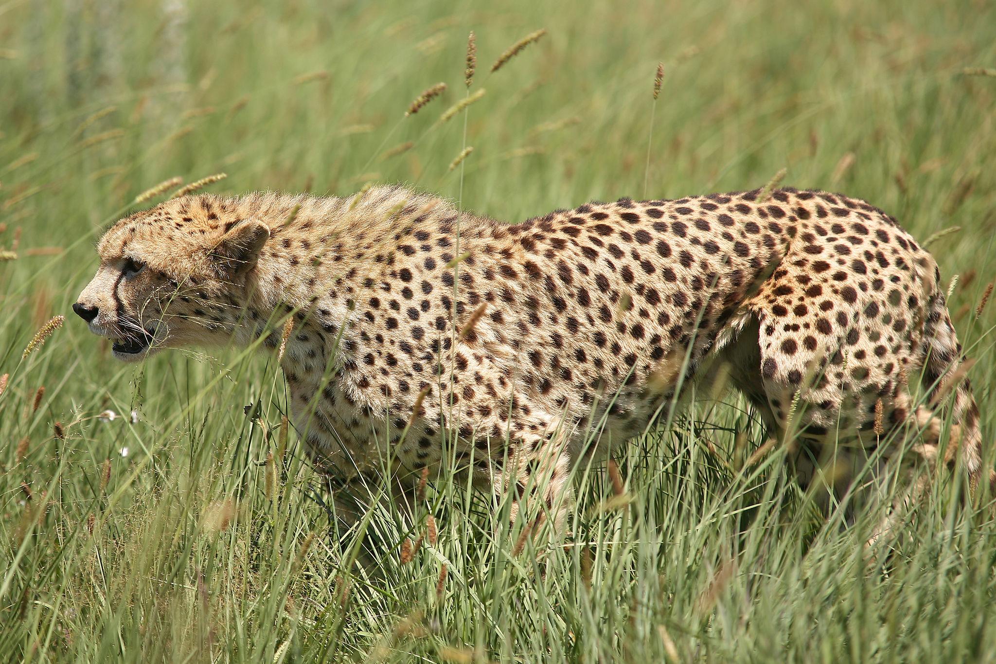 Leopard resting under the sun