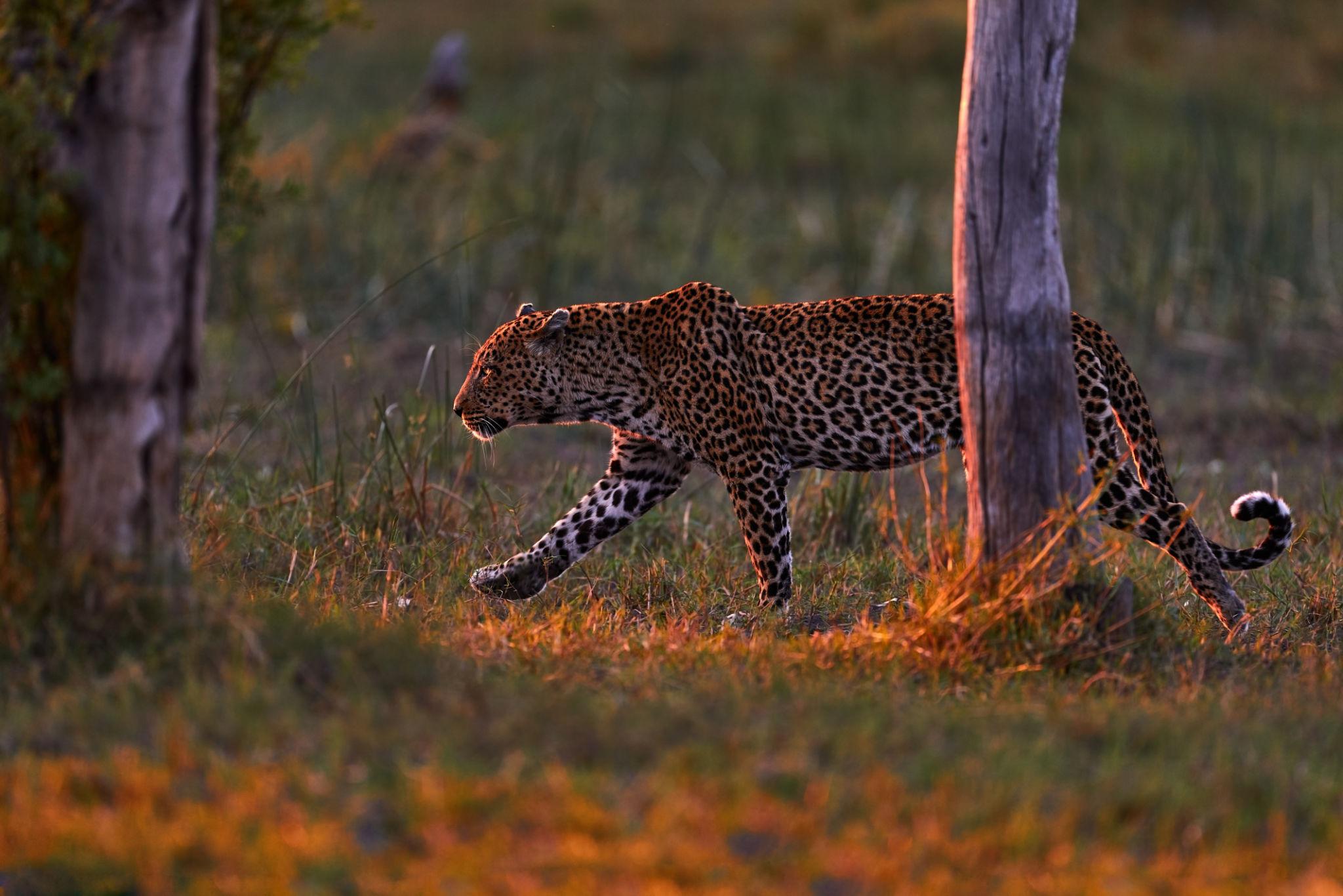 Leopard walking in the jungle