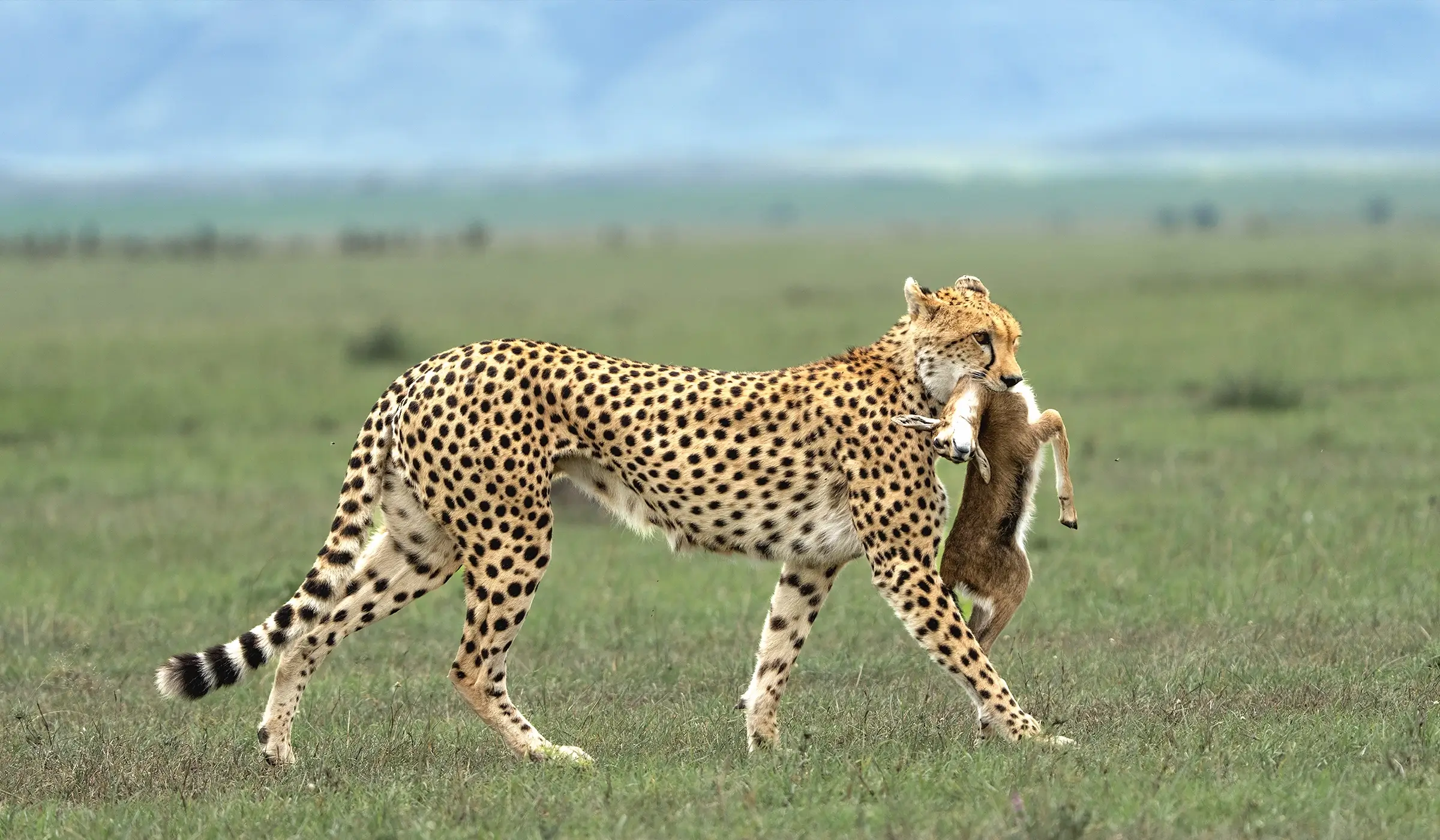 Leopard with its prey in Serengeti National Park