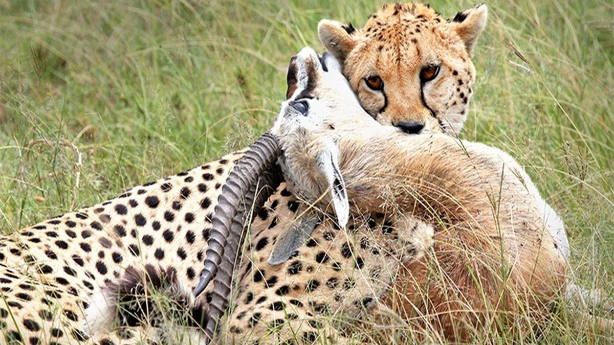 Leopard with its prey at Tsavo East National Park Kenya