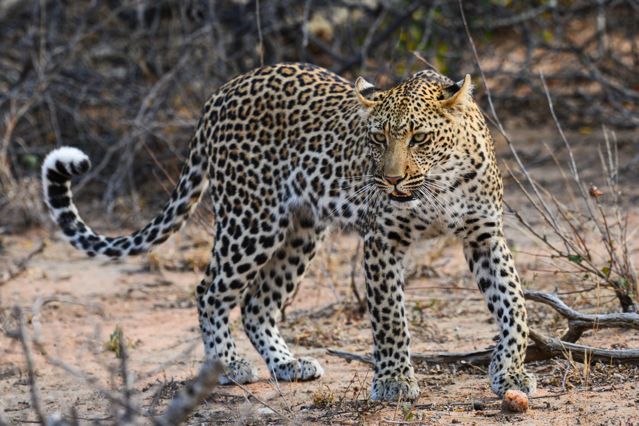 Leopard in the wild