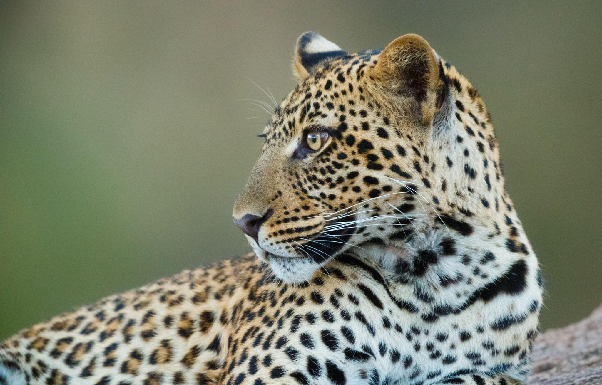 Leopard in the wild