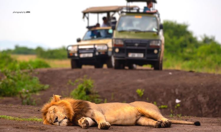 Lion at Murchison Falls Safari
