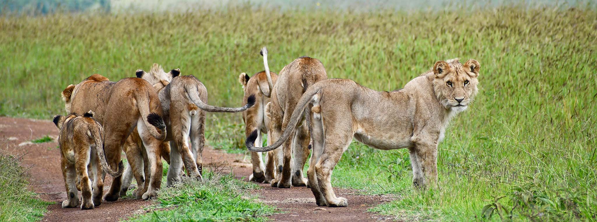 Lion family with cubs in the wild