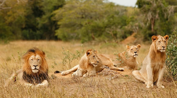 Lion family in the wild
