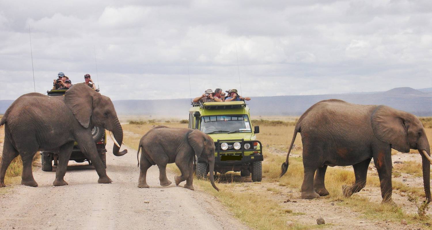 Lions crossing the road on a game drive