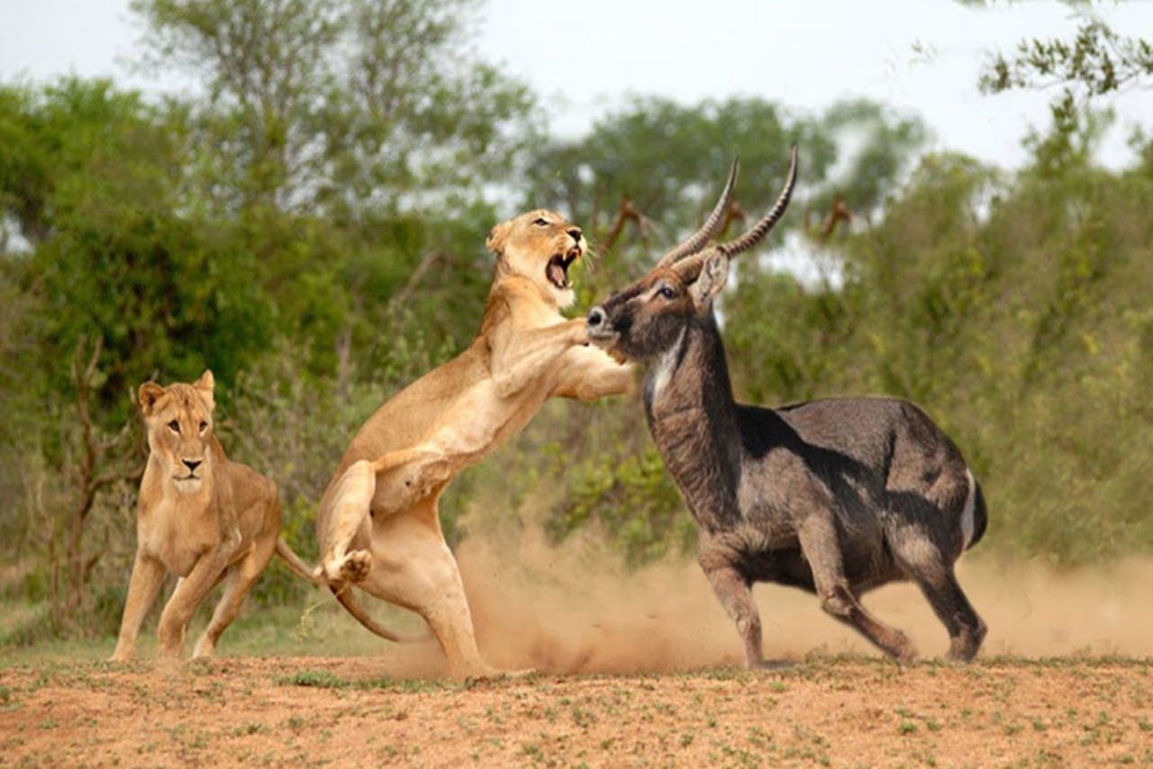 Lions in Masai Mara National Reserve