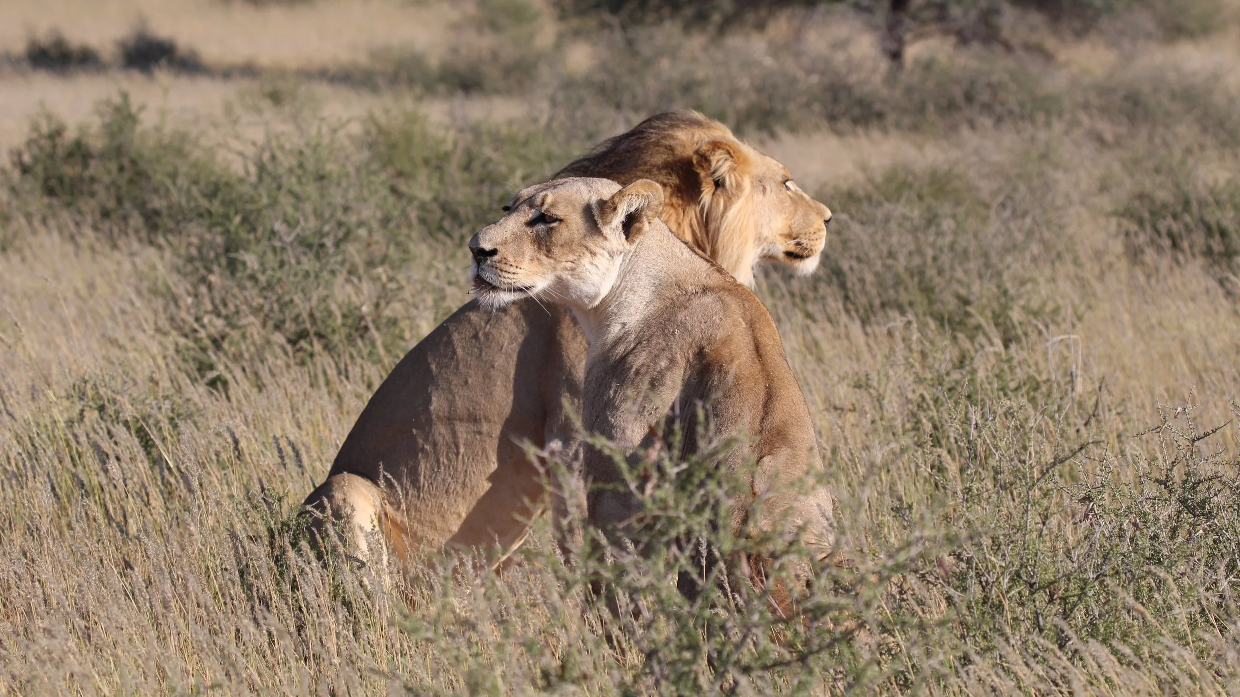 Queen Elizabeth National Park is one of Uganda’s most famous wildlife destinations and a highlight of any Luxury Uganda Wildlife Safari. Located between the Rwenzori Mountains and the great lakes of Edward and George, the park offers an incredible combination of open savannah, wetlands, forests, volcanic landscapes, and waterways.
