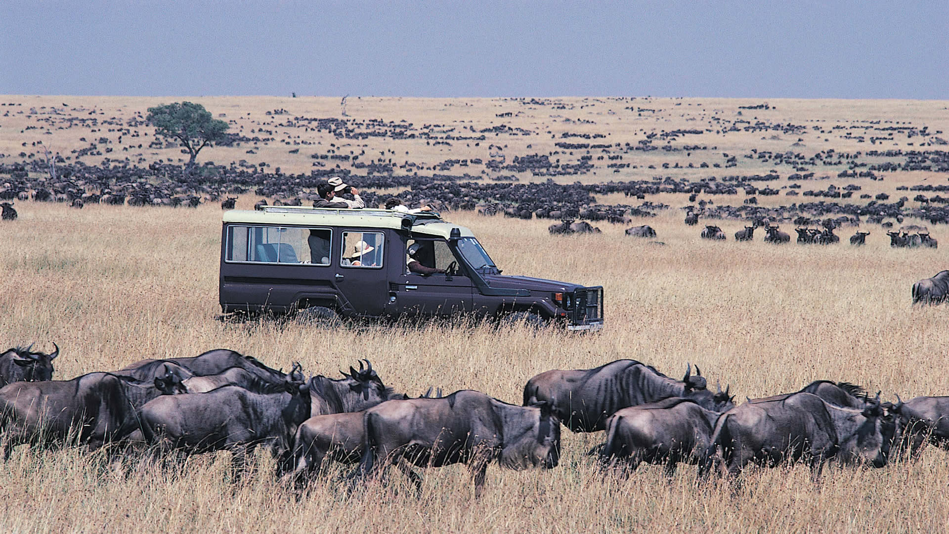Wild beast game drive in Maasai Mara National Reserve