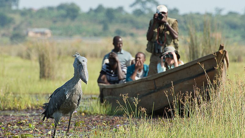 Bird watching at Mabamba Swamp