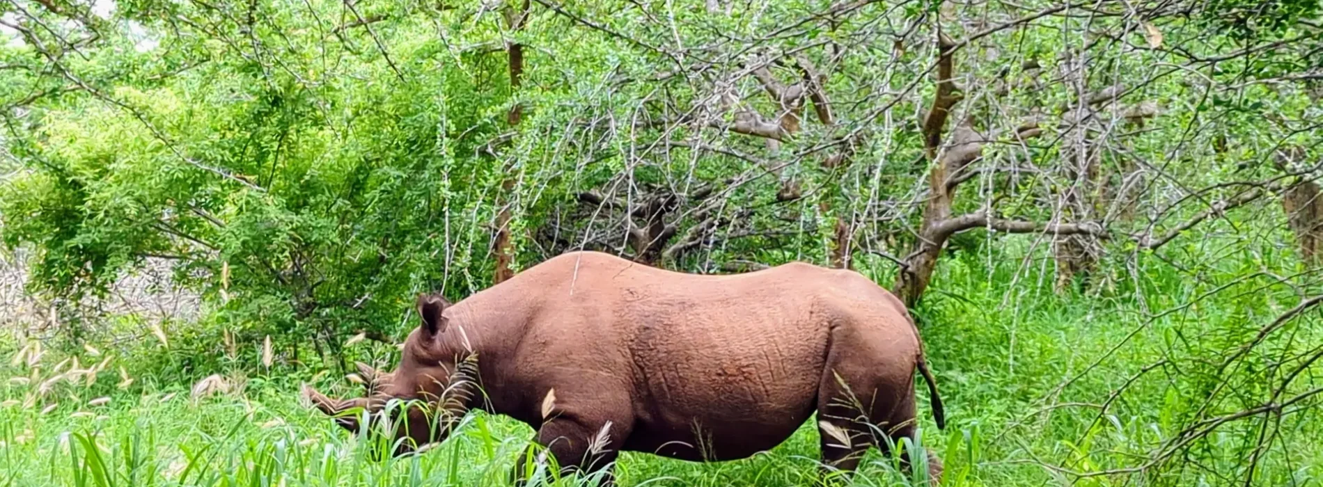 Rhino in Mkomazi National Park