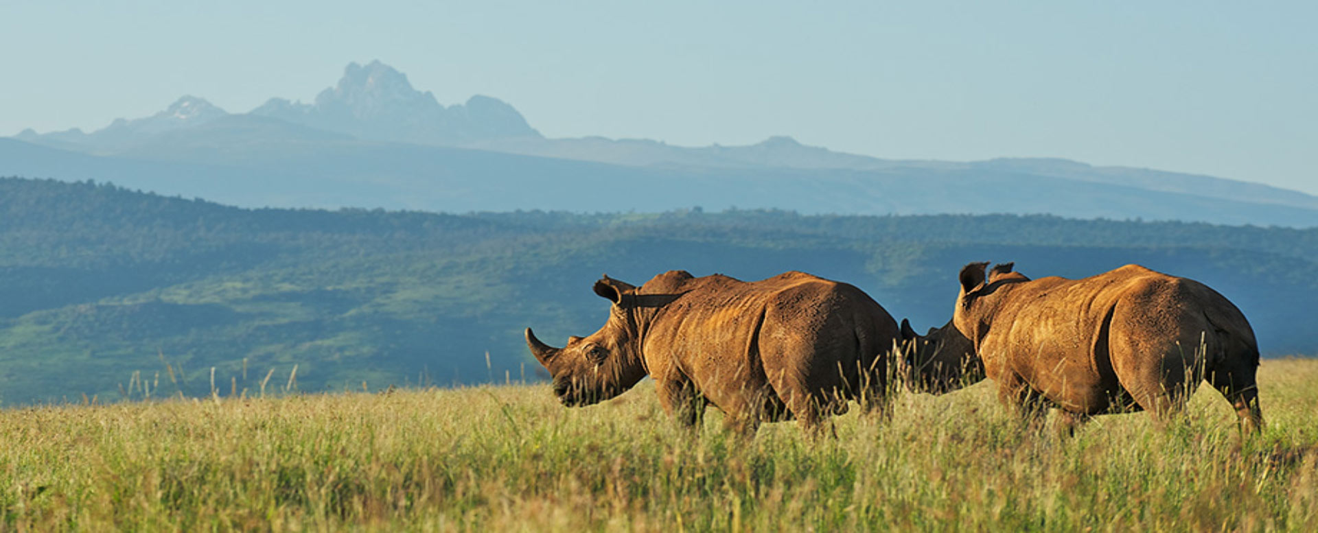 Rhinos at Mount Kenya National Park