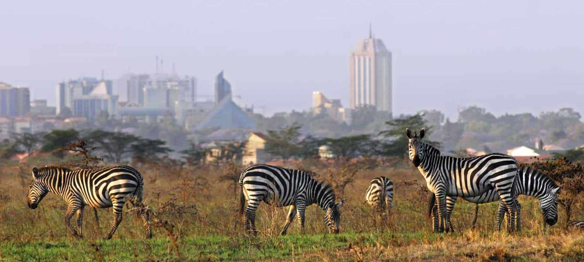 Zebras in Nairobi National Park