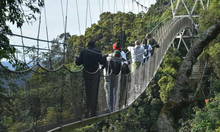 Nyungwe Forest scenic view