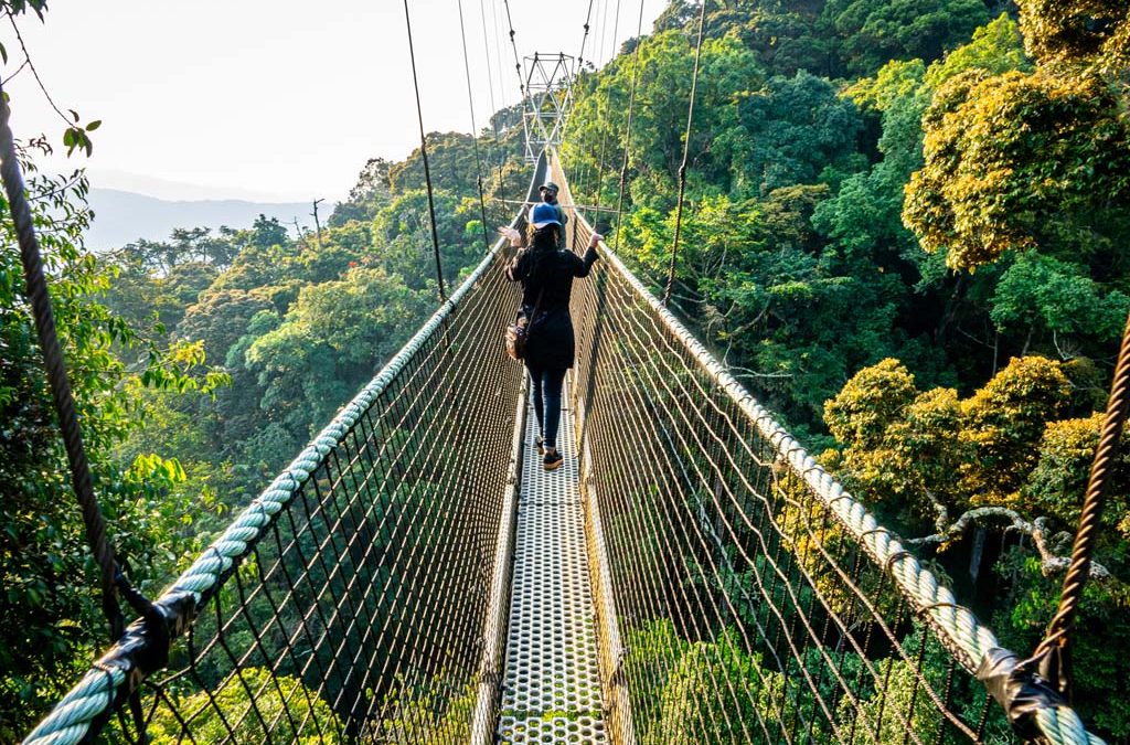 Nyungwe Forest Canopy Walk Rwanda offering breathtaking views above the rainforest during a nature adventure with Boots in the Jungle Safaris.