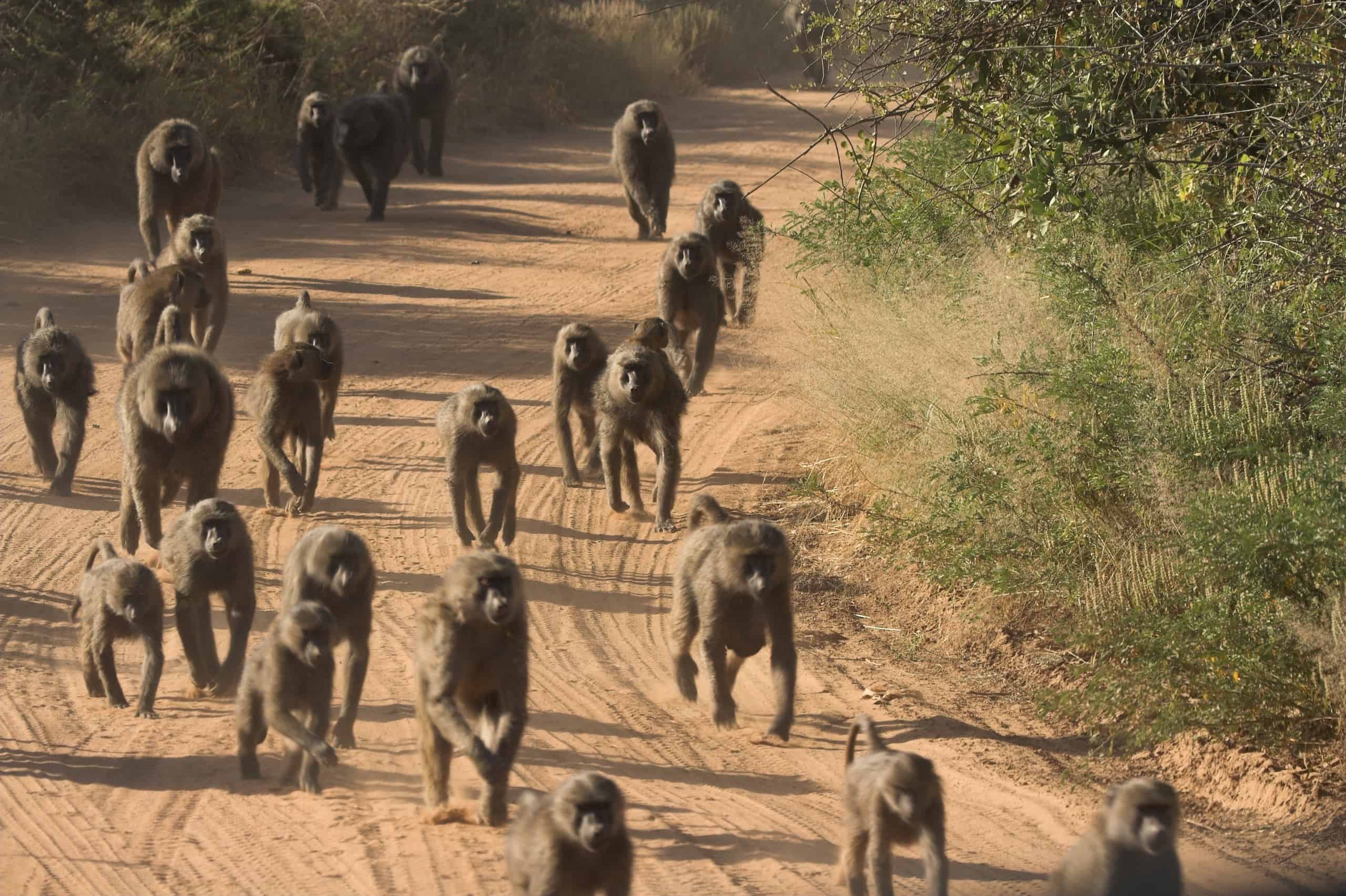 Baboons in Ol Donyo Sabuk National Park
