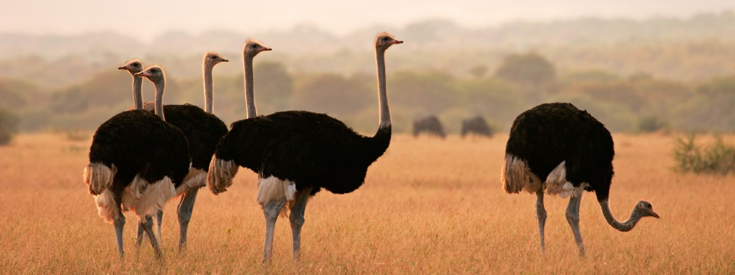 Ostriches in the park