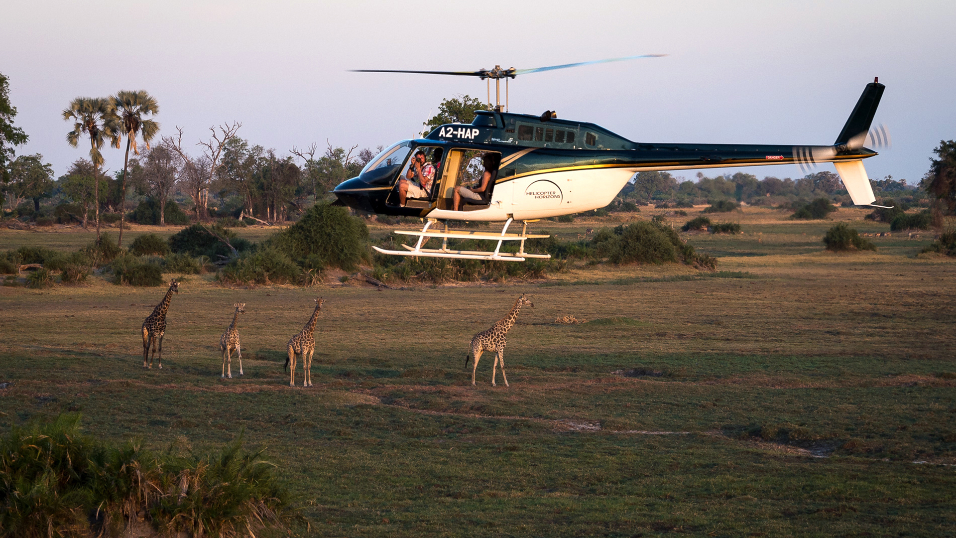 Private helicopter safari honeymoon experience observing giraffes