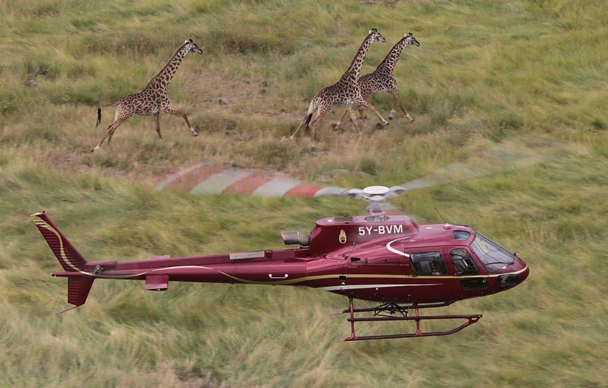 Private helicopter safari honeymoon experience watching giraffes