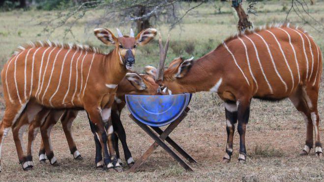 Rare Bongo Antelope in Tanzania