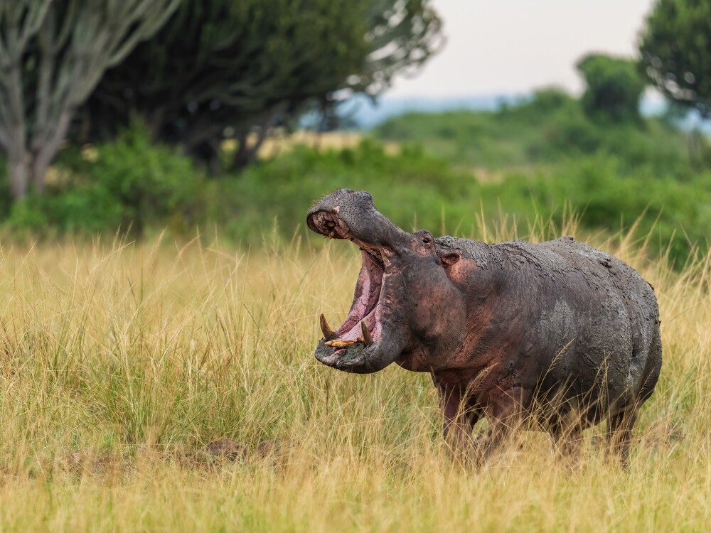Rhino yawning in wildlife park