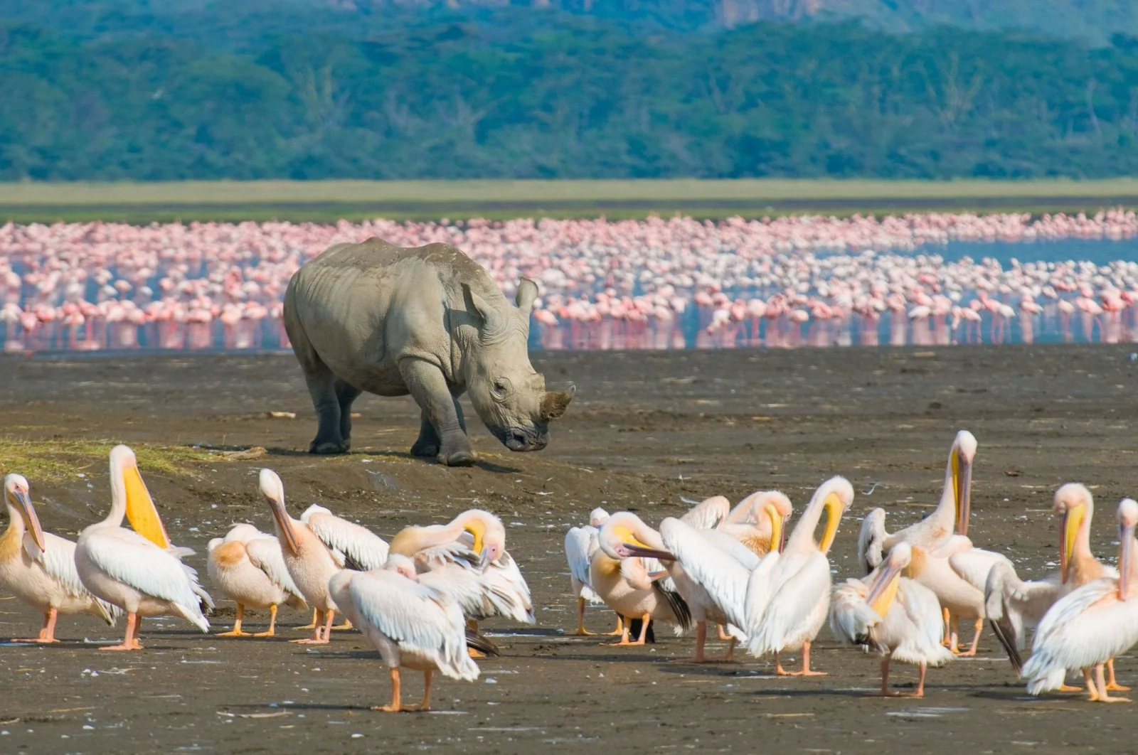 Rhinos at Lake Nakuru National Park