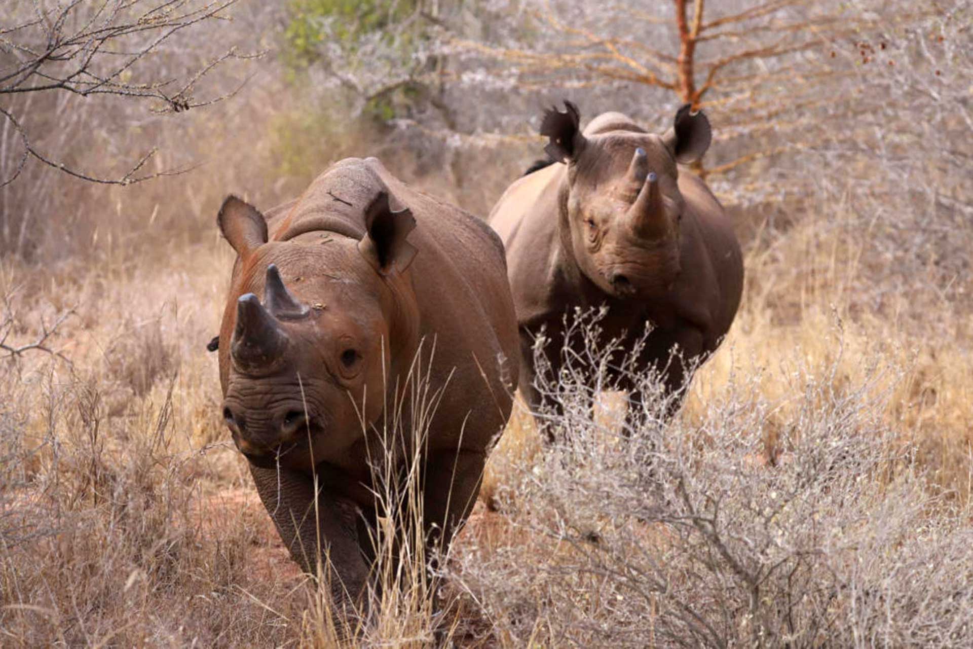 Rhinos in Mkomazi National Park