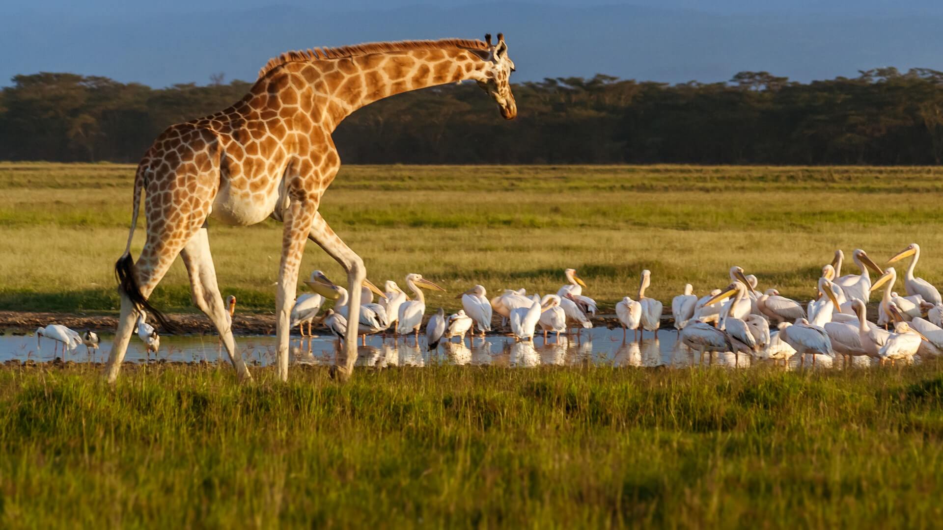 Rothschild's giraffe in Lake Nakuru National Park